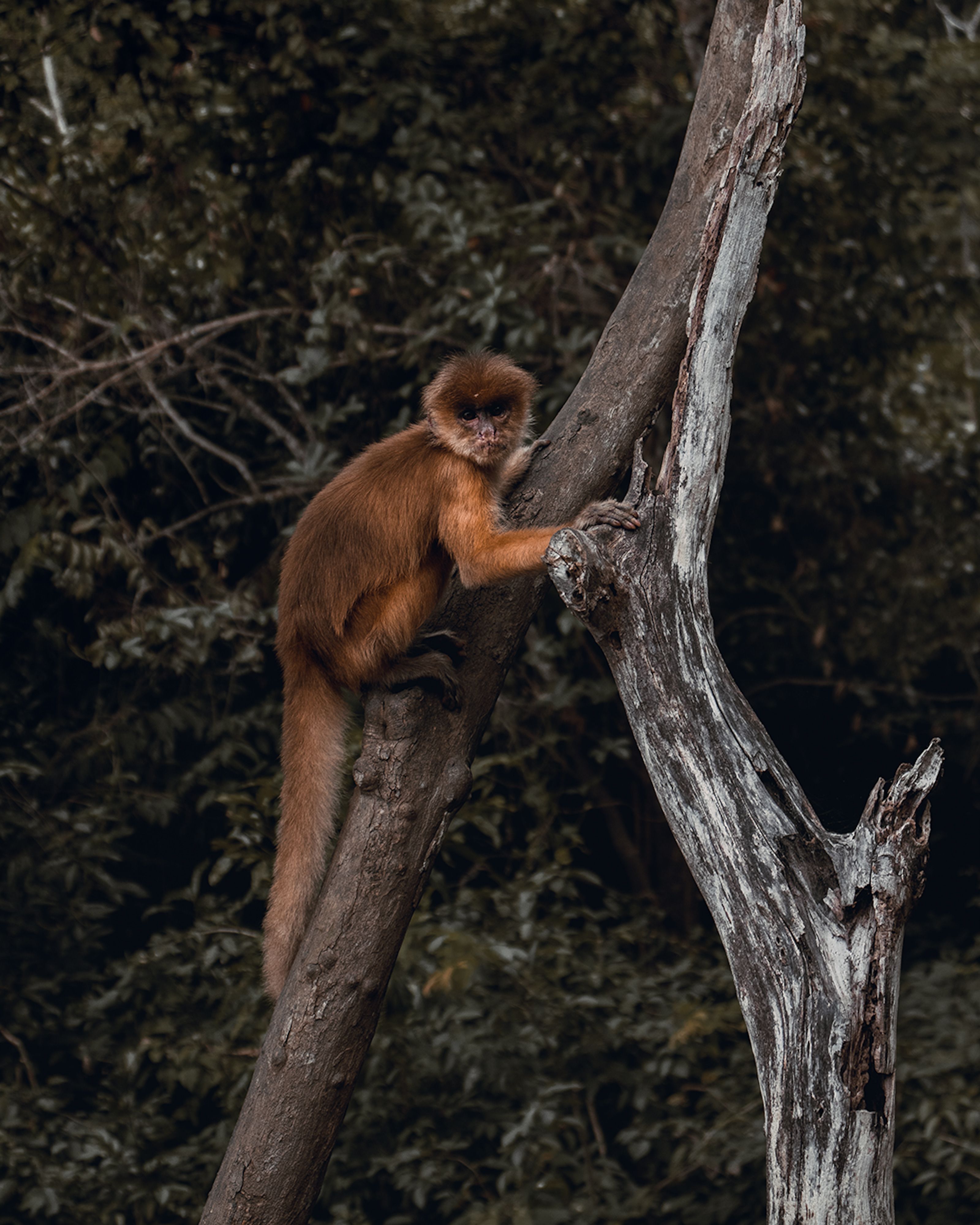 Golden Monkeys